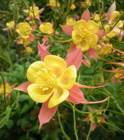 Yellow Astrantia Flower Seeds
