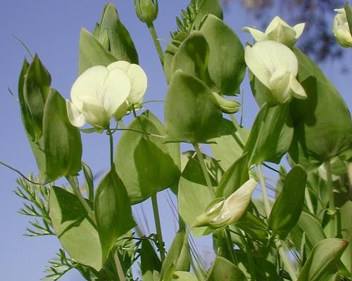 Yellow Lathyrus Flower Seeds