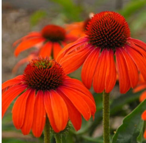 Orange Echinacea Flower Seeds