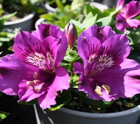 purple alstroemeria flower seeds
