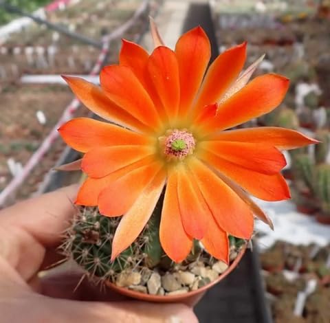 orange echinocereus flower seeds