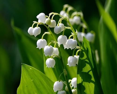White Bell Orchid Flower Seeds