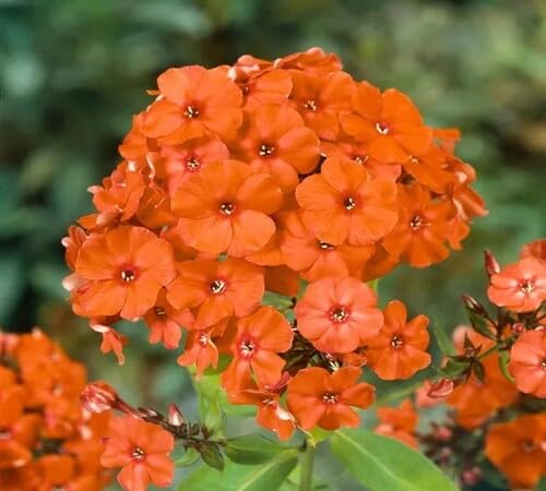Orange Phlox Flower Seeds