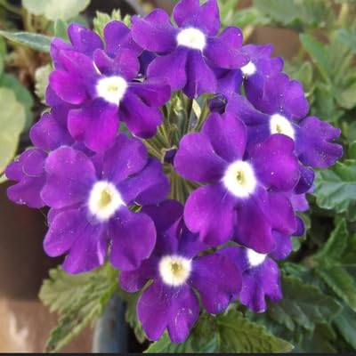 Verbena Flower Seeds