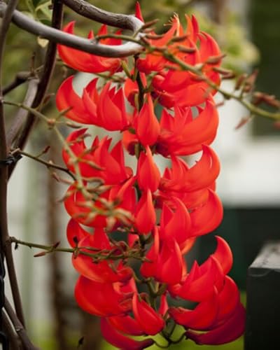 strongylodon Macrobotrys Flower Seeds