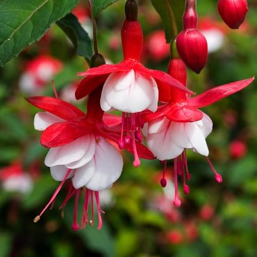 Red White Fuchsia Flower Seeds