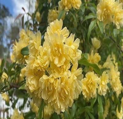 Yellow Banksiae Flower Seeds