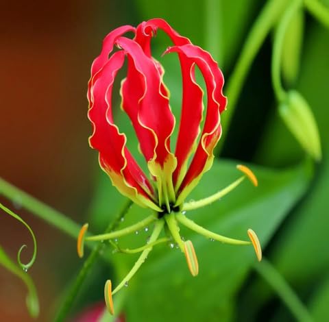 Red Yellow Gloriosa Flower Seeds