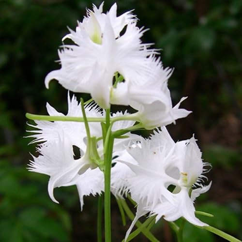 White Bidens Flower Seeds