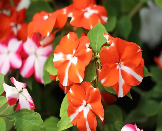 white orange impatiens flower