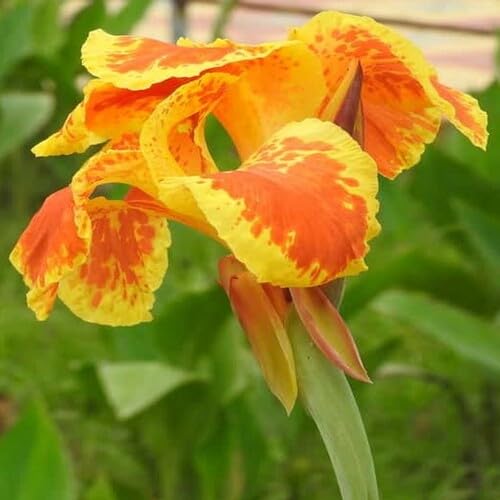 Red Yellow Canna Flower Seeds