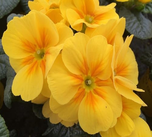 Yellow Primula Flower Seeds