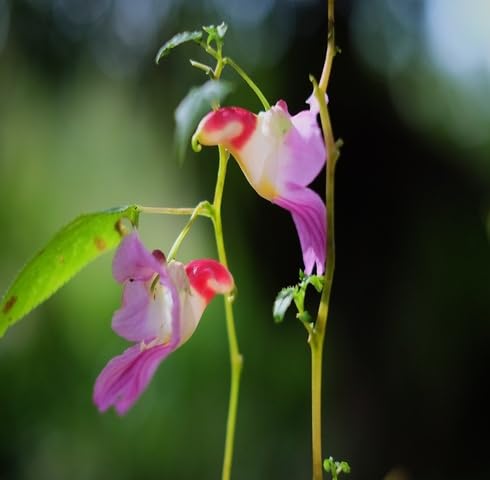 pink impatiens psittacina flower