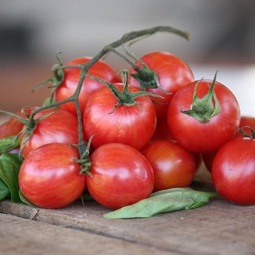 pink tomato vegetable seeds