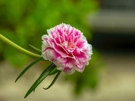 Portulaca Grandiflora Flower Seeds