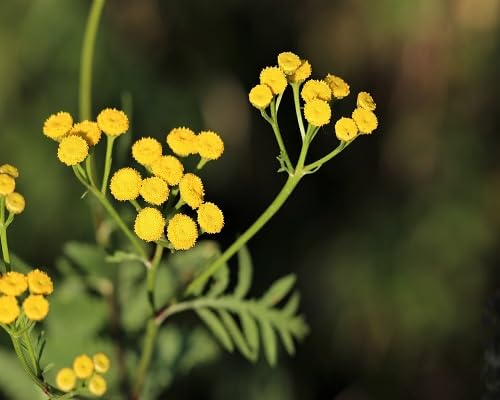 yellow immortelle flower seeds