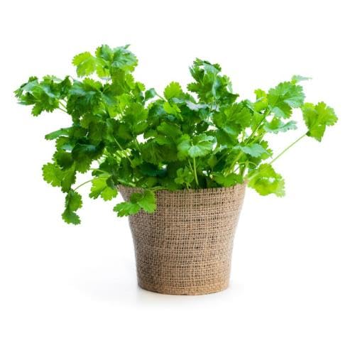 Green Cilantro Plant Seeds herb seeds - kitchen garden, terrace planting garden seeds