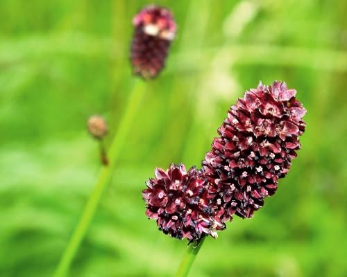 purple sanguisorba flower seeds.