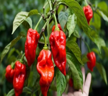 Trinidad vegetable seeds - Heirloom, Organic, Non Gmo Garden Seeds for kitchen garden planting