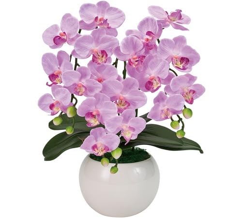 Lavender Orchid Flower Seeds