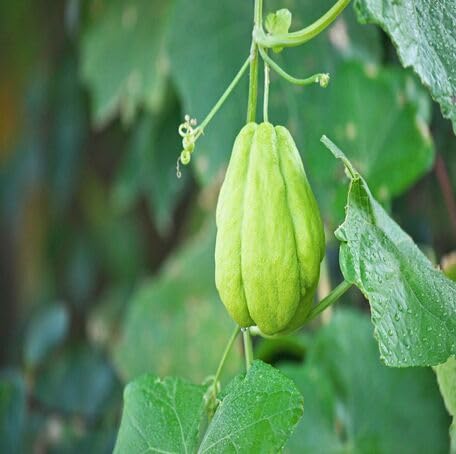Green Chayote Vegetables vegetable seeds for Home Gardening, Natural Farm Fresh Gardening for kitchen garden planting