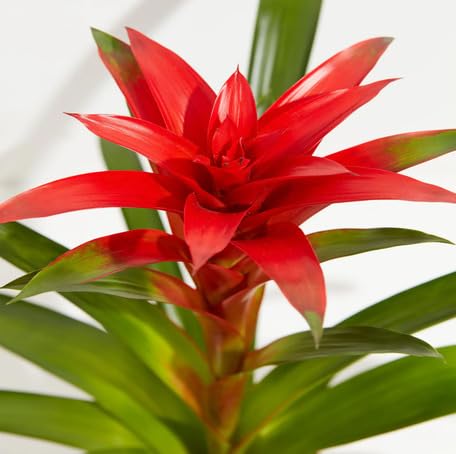 Red Bromeliad Flower Seeds