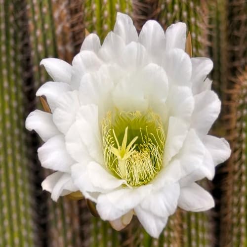 White Giant Cactus Flower Seeds