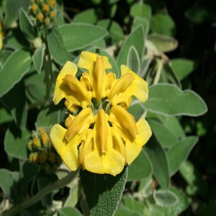 Phlomis Flower Seeds