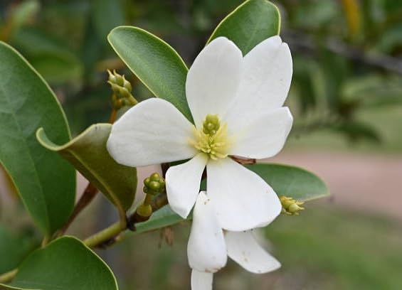 white michelia flower seeds