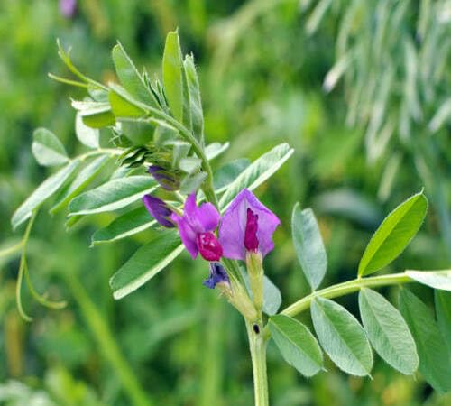 Purple Vetch Flower Seeds