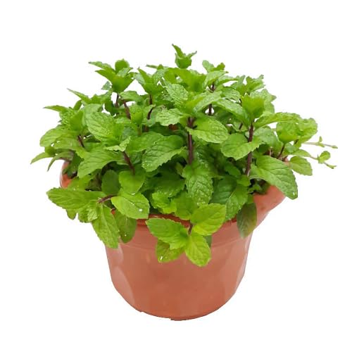 Organic Mint Plant Seeds herb seeds - high germination, backyard growing garden seeds