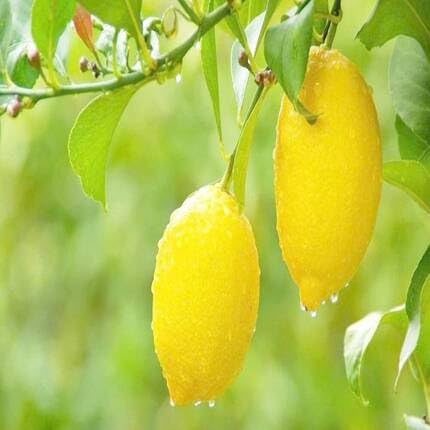 lemon fruit yellow Fruit Seeds for Home Planting Premium Germination Healthy Harvest Growing