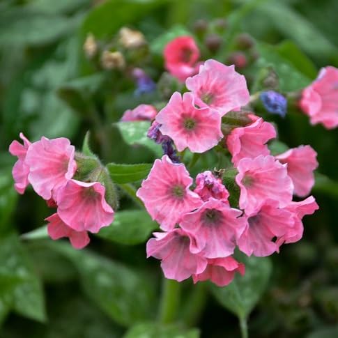 Pulmonaria Flower Seeds