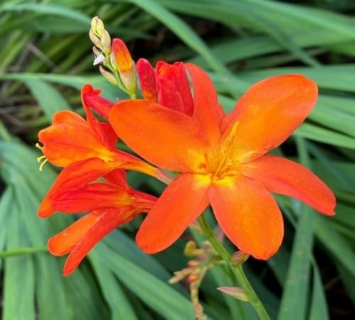 orange crocosmia flower seeds