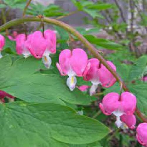 Pink Bleeding Heart Flower Seeds