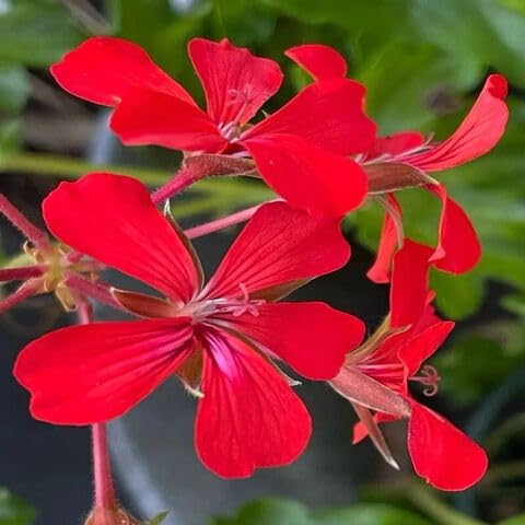 Pelargonium Peltatum Flower Seeds