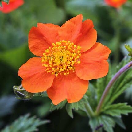 Orange Geum Flower Seeds