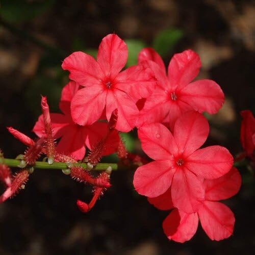 Red Plumbago Flower Seeds