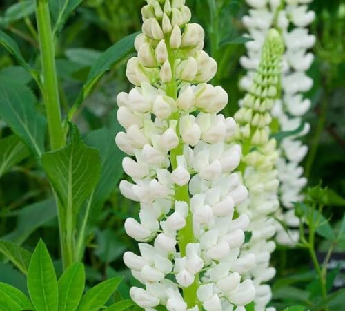 White Giant Lupine Flower Seeds