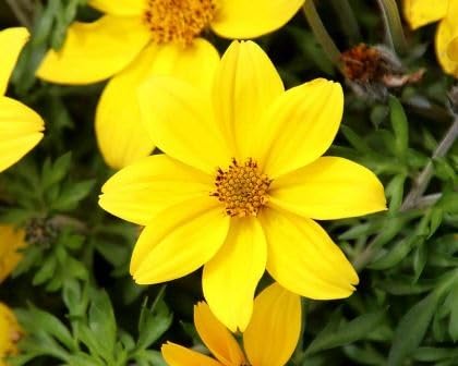 Bidens ferulifolia Flower Seeds