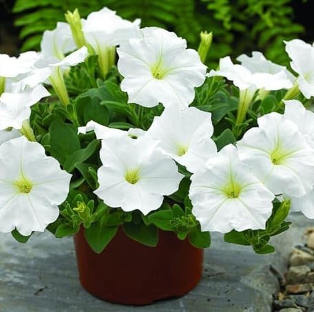 White Petunia Flower Seeds