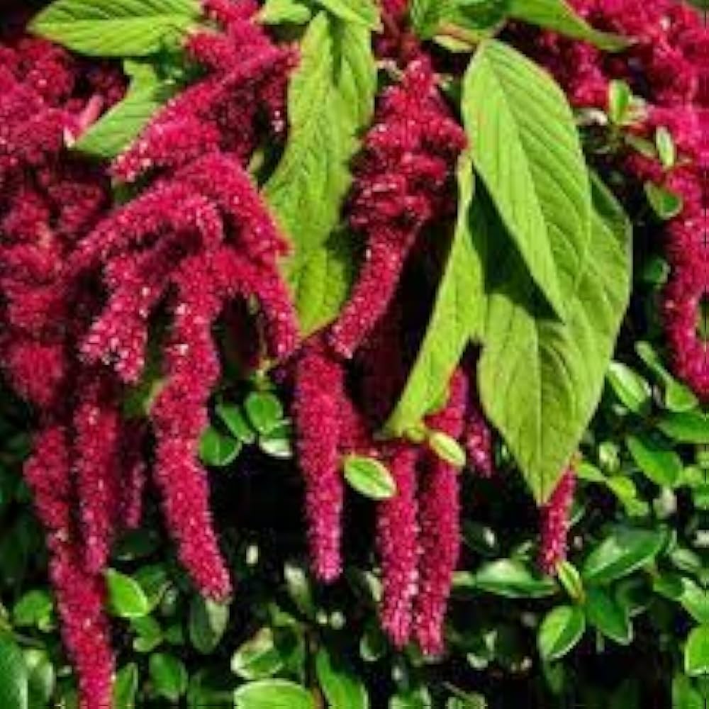 Amaranthus Hypochondriacus