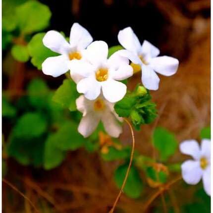 White Bacopa Flower Seeds