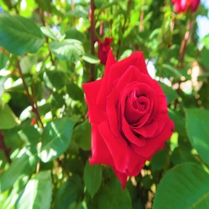 Red Rose Flower Seeds