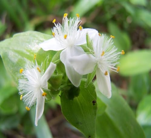 Tradescantia Flower Seeds