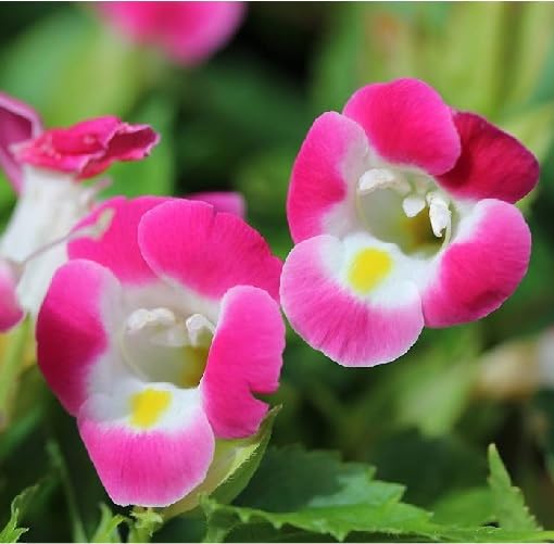 Pink Torenia Flower Seeds