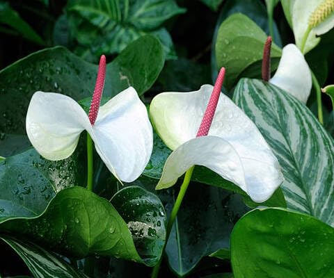 White Anthurium Flower Seeds