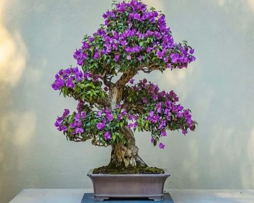 Purple Jacaranda Flower Seeds