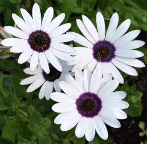 White Dimorphotheca Flower Seeds