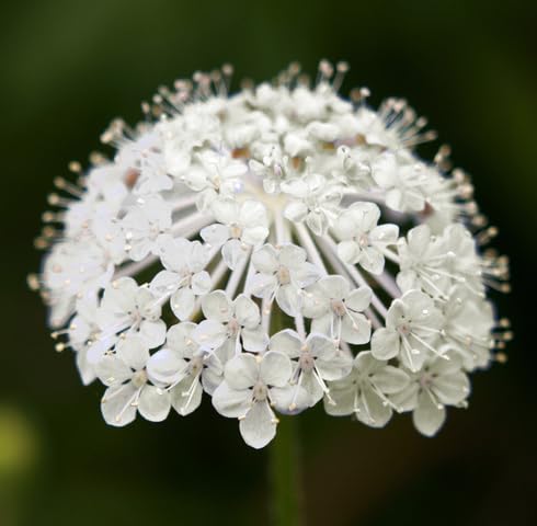 White didiscus Flower Seeds